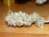 800x600bud.JPG