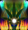 WWW.Rollitup.org entry.jpg