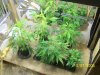 15 July clones.jpg