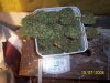 15 July weigh 1.jpg