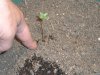 Plants 006.jpg