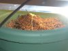 Plantsnew 003.jpg