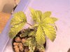 DSC00077.jpg
