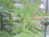 DSC00471.JPG