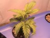 DSC00152.jpg