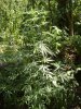 DSC01335.JPG