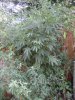 DSC01635.JPG
