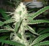 4 week into bloom.jpg