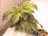 DSC00255.jpg