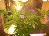 100_0723.jpg