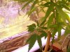100_0733.jpg