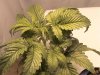 DSC00277.jpg