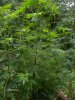 weed 044.jpg