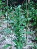 DSC01673.JPG