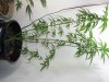 neww bud 009.jpg