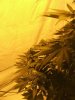 White widow 071.jpg White widow 071.jpg
