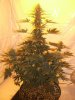 White widow 070.jpg White widow 070.jpg