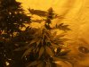 White widow 069.jpg White widow 069.jpg