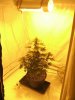 White widow 066.jpg White widow 066.jpg