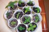 grow 020.jpg
