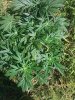 IMG_20131005_185800.jpg