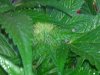 IMG_20131005_190543.jpg