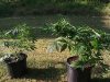 IMG_20131005_193958.jpg