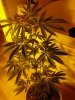 BYY. flowering. 10-05.jpg