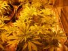 orange bud.jpg