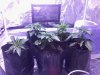 BS_SS_ZR 3rd week veg.jpg