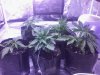 LST BS_SS_ZR 3rd week veg.jpg