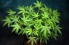 Quantim Kush @ 10 wks (1 of 5).jpg