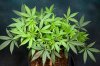 Quantim Kush @ 10 wks (2 of 5).jpg