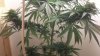100_0068.jpg