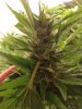 Oct. Harvest.jpg Oct. Harvest.jpg
