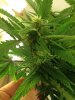 Clone Bud.jpg