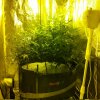 Week 1 Flower1.jpg