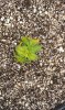 MK seedling 9-28-13.jpg