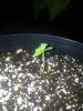 plant 1.jpg