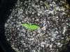 plant 3.jpg