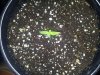 plant 4.jpg