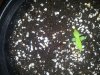 plant 5.jpg