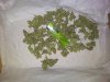 20131008_105724.jpg 20131008_105724.jpg