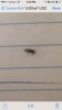Bug.jpg