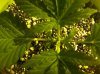Blue Cheese 02.jpg