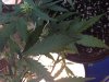 IMG_1207.jpg