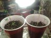 20130923_205200.jpg 20130923_205200.jpg