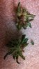 IMG_20131010_181748_647.jpg