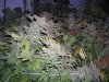 DSCN4485.jpg