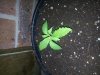 plant1n.jpg
